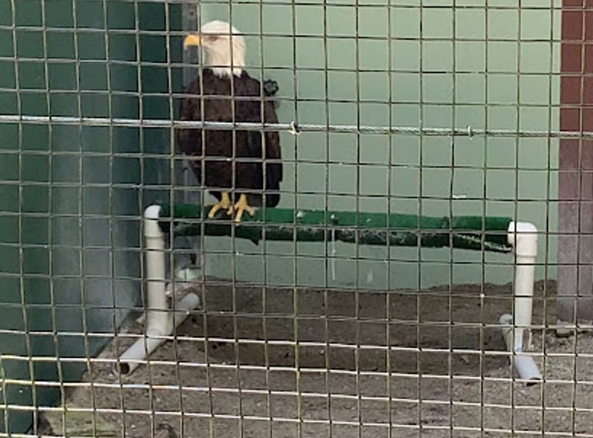 Discover the Avian Wonders at Raptor Aviary