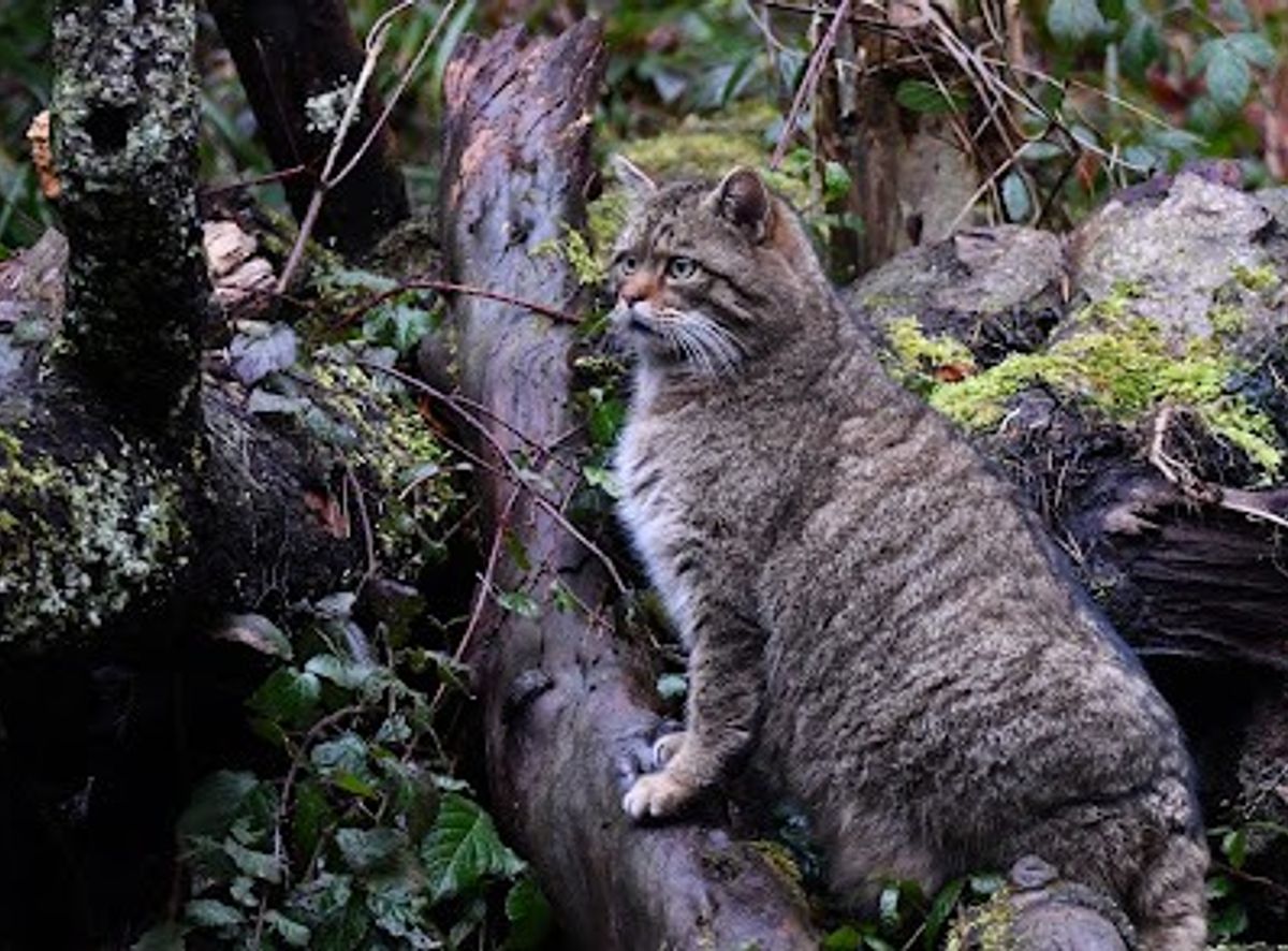 Background