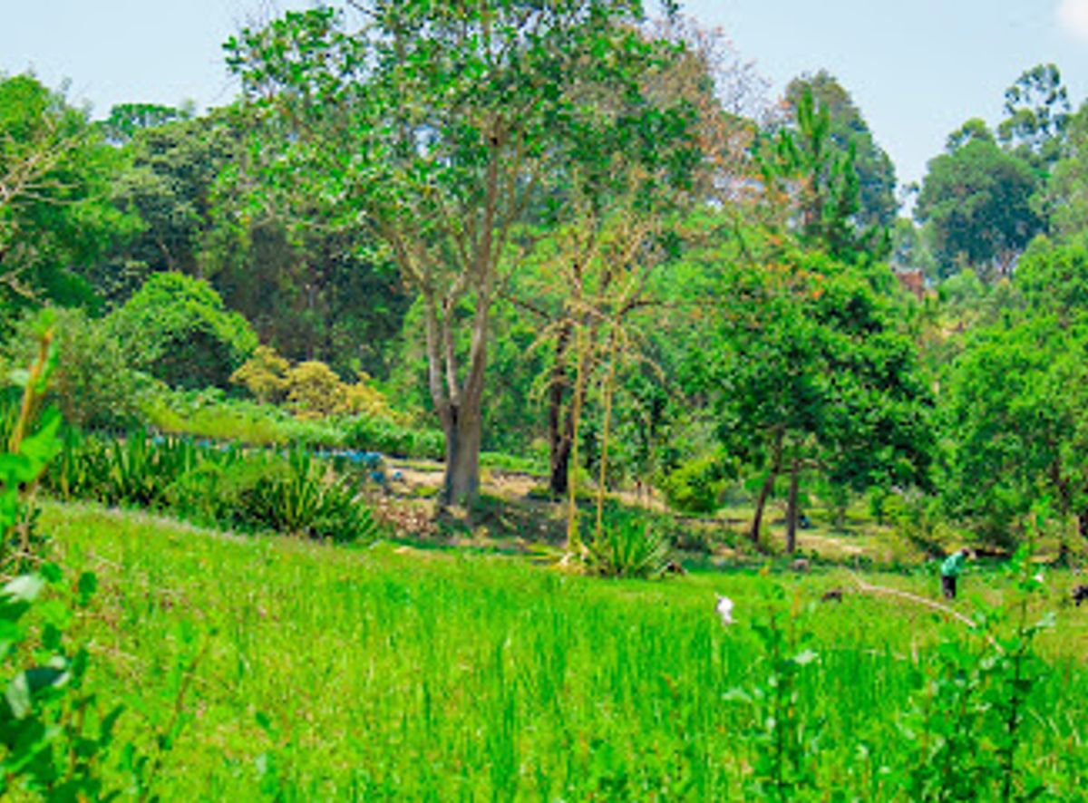 Background