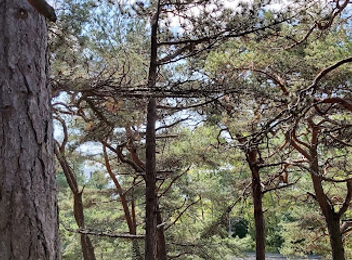 Background
