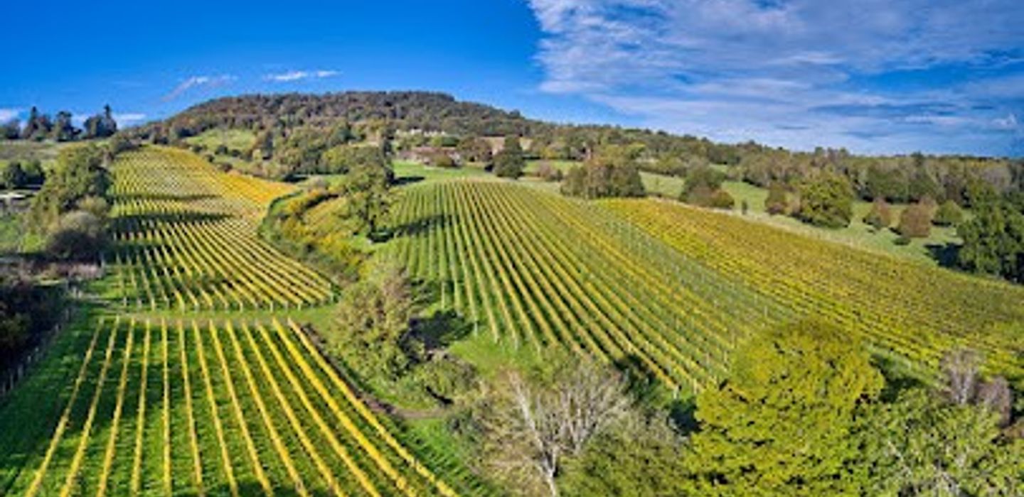 Blackdown Ridge Vineyard