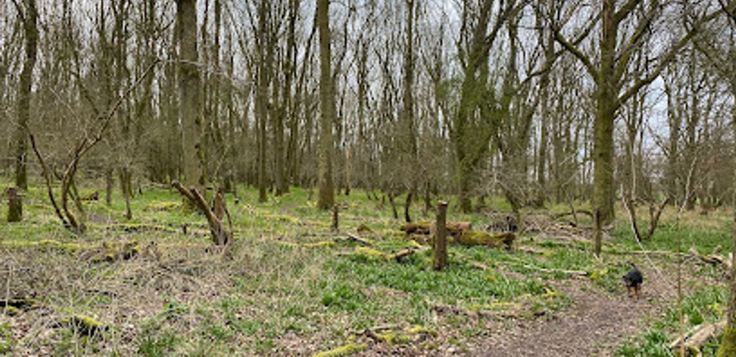 Hawkins Wood