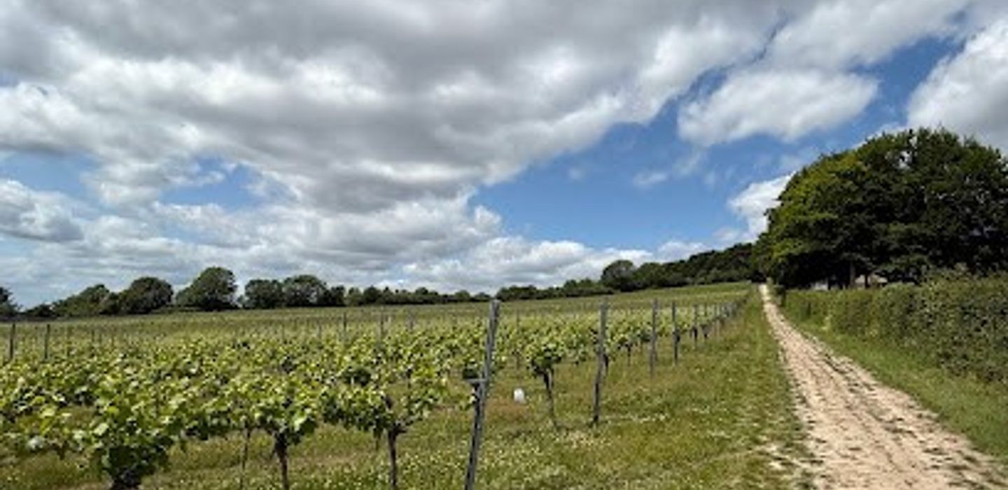 Greyfriars Vineyard