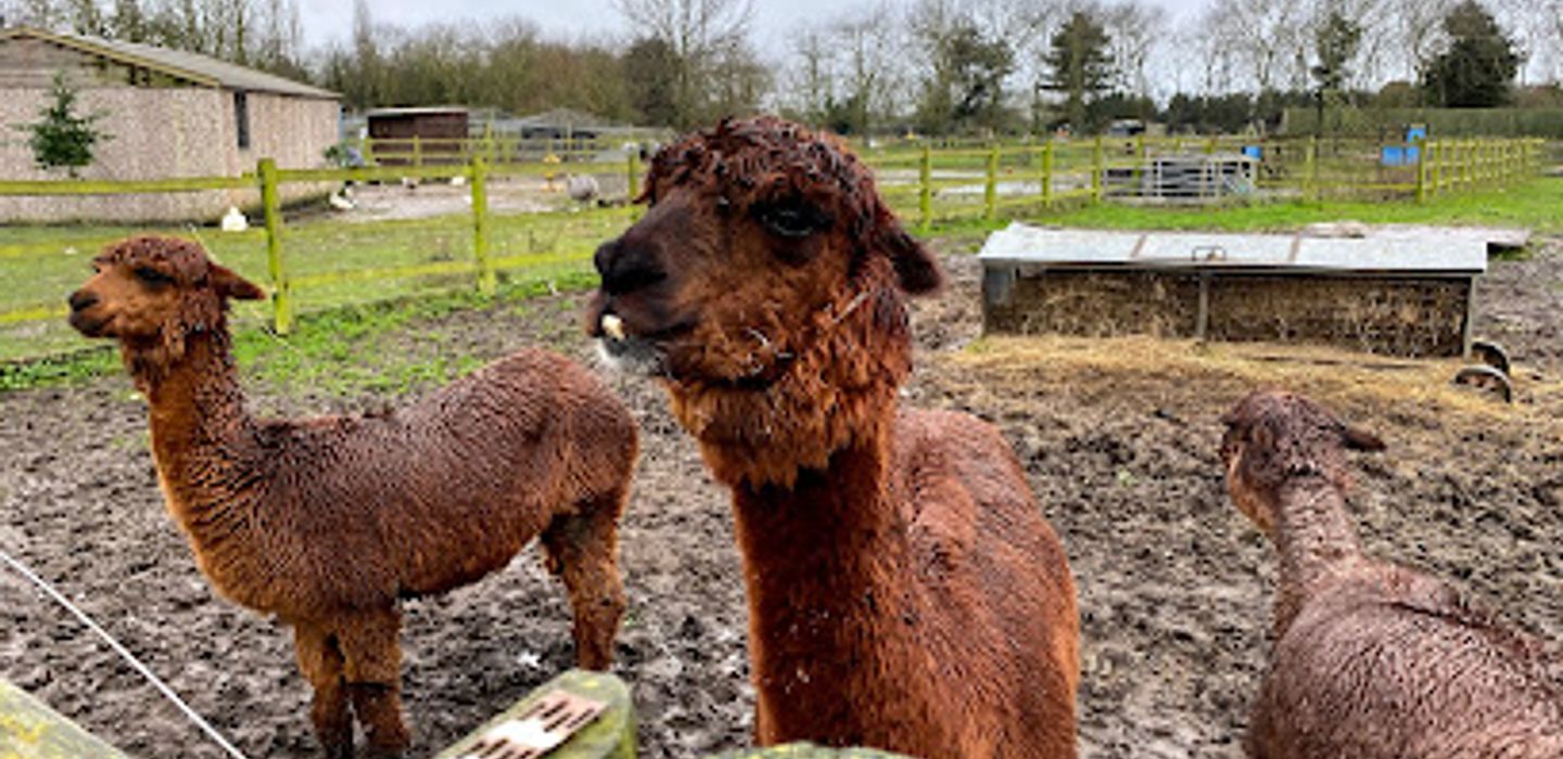 Hounslow Urban Farm