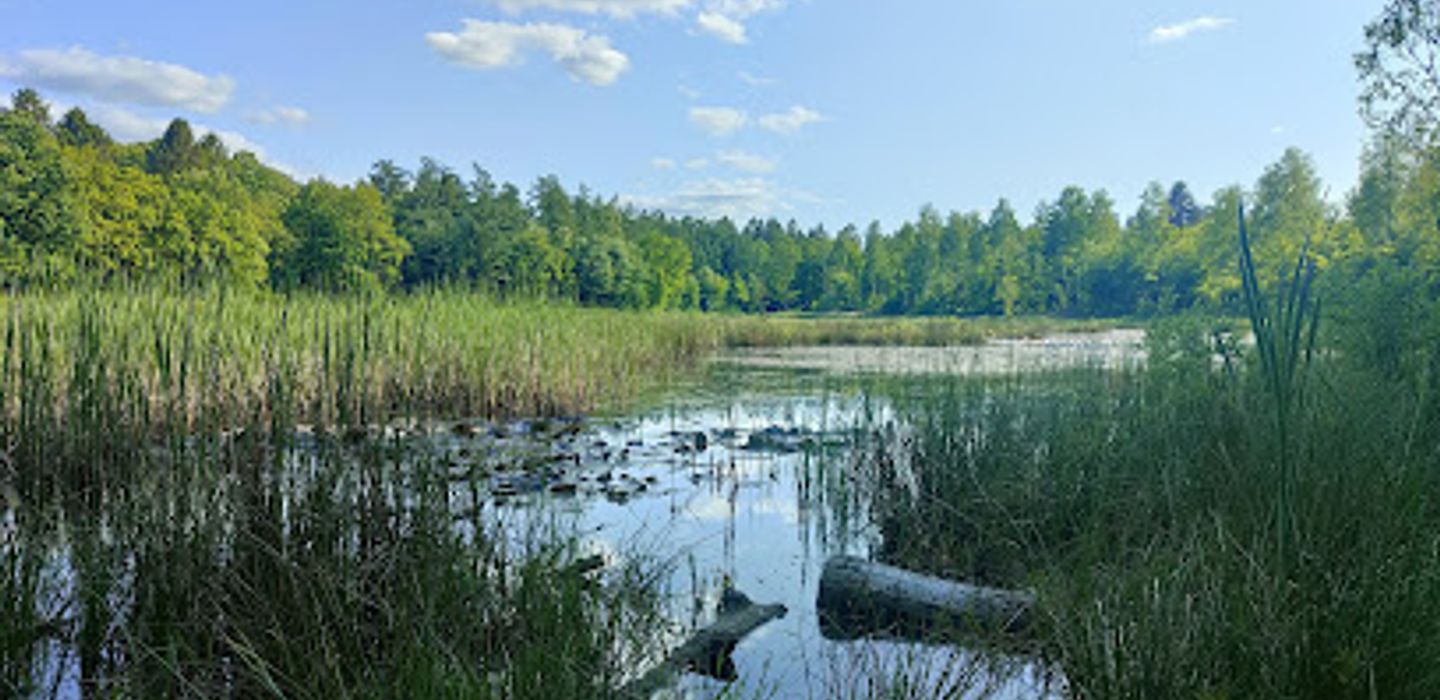 Undallslund