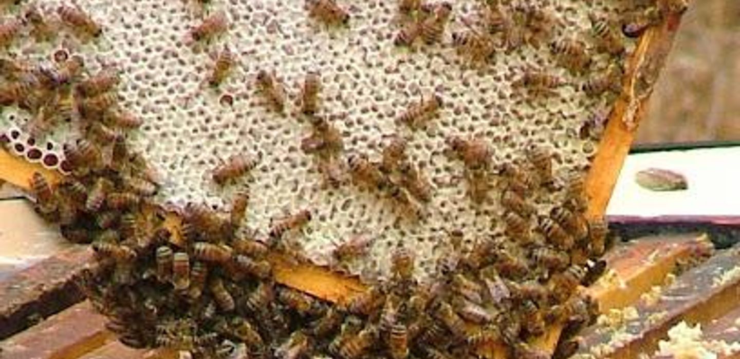Clifford's Honey Farm