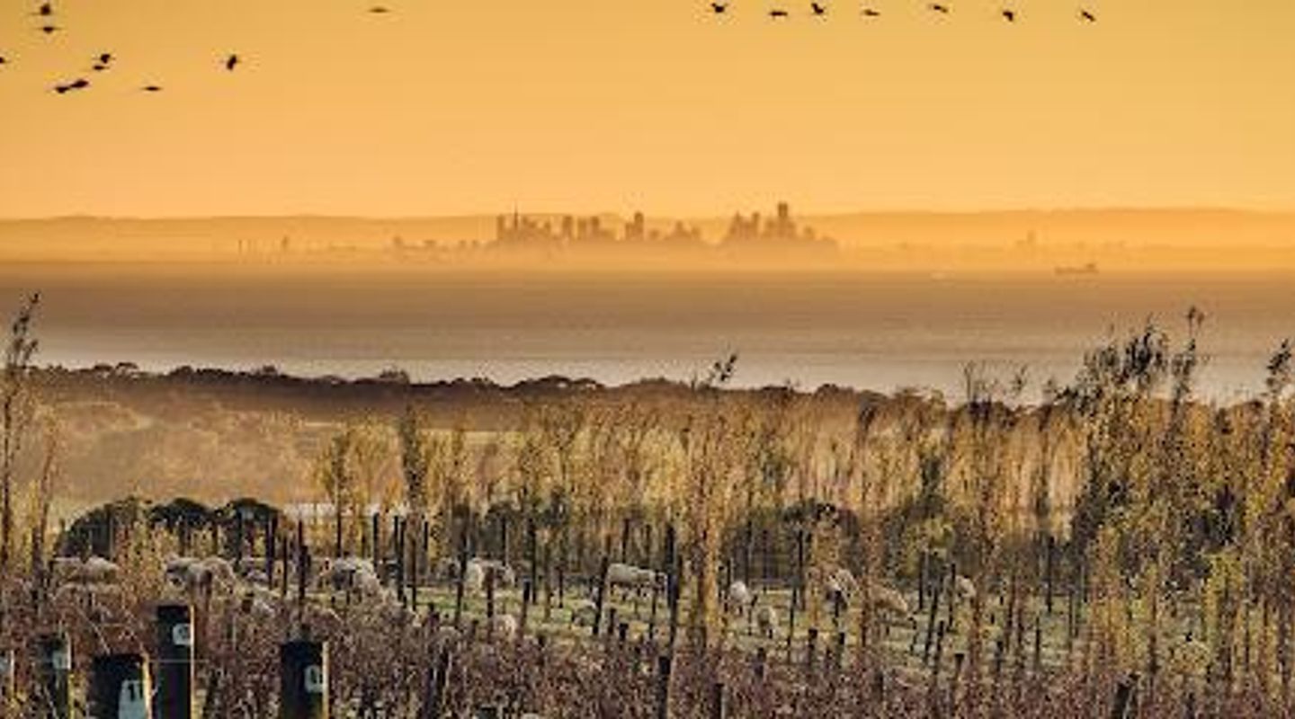 Scotchmans Hill Winery