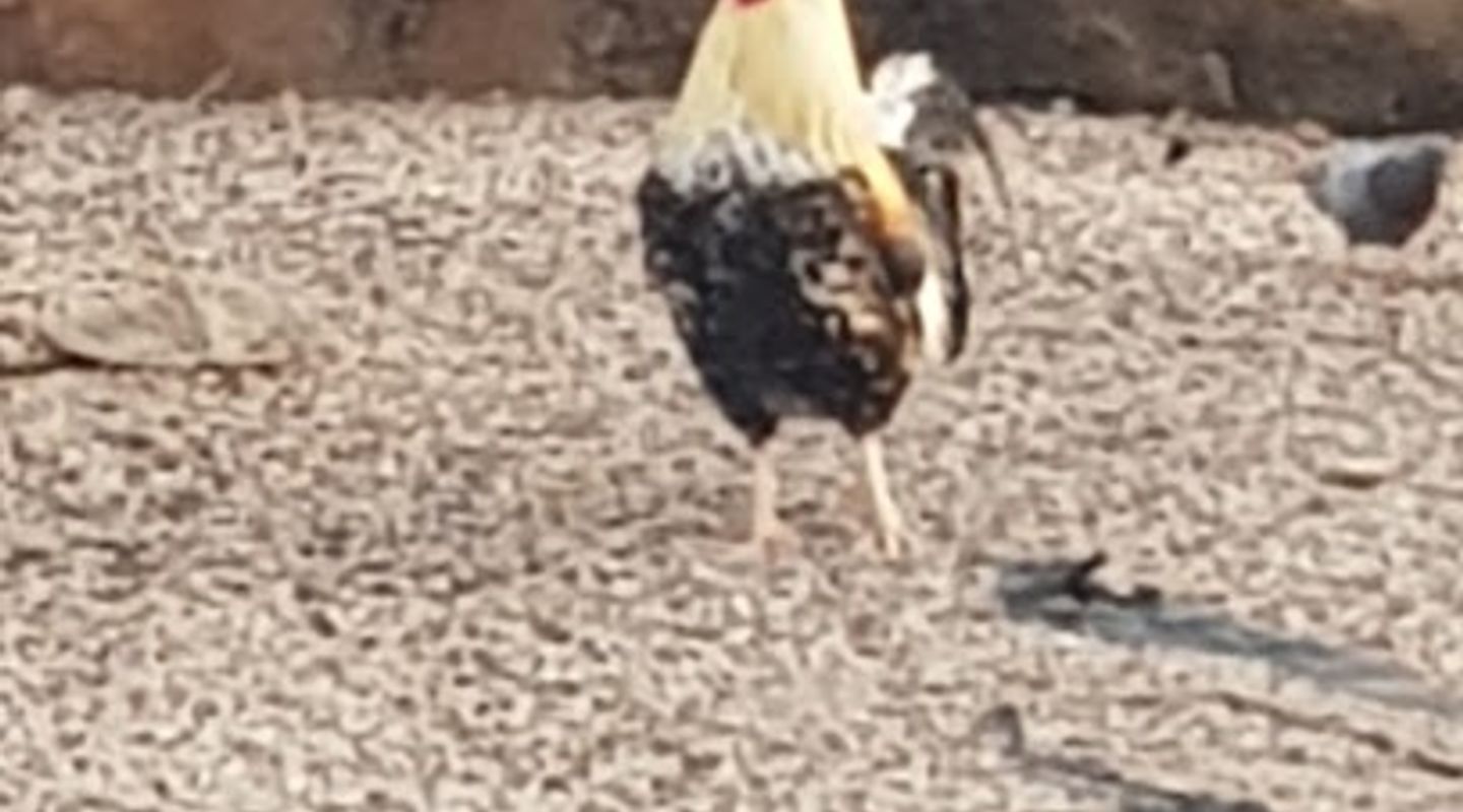 Gallo Salvaje