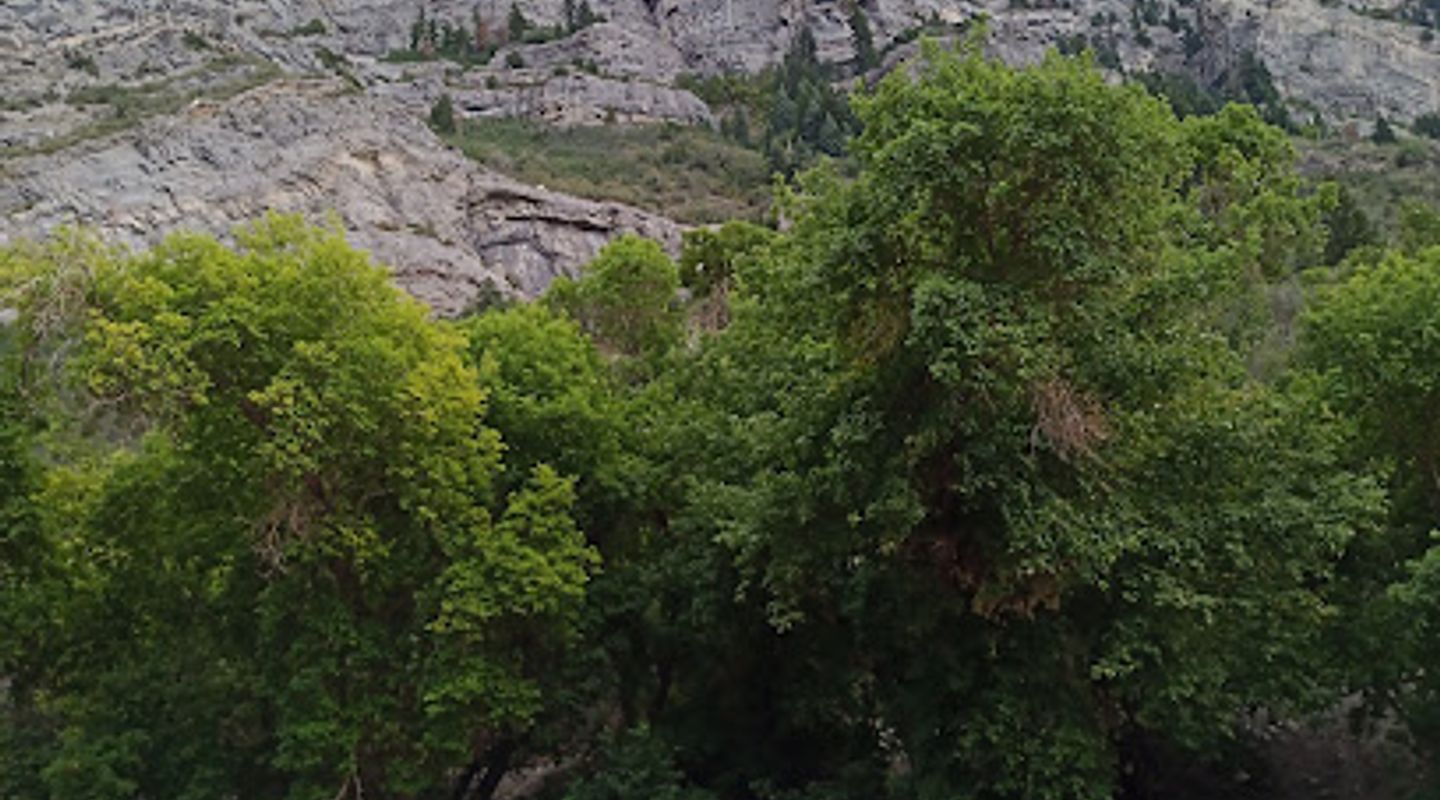 Background