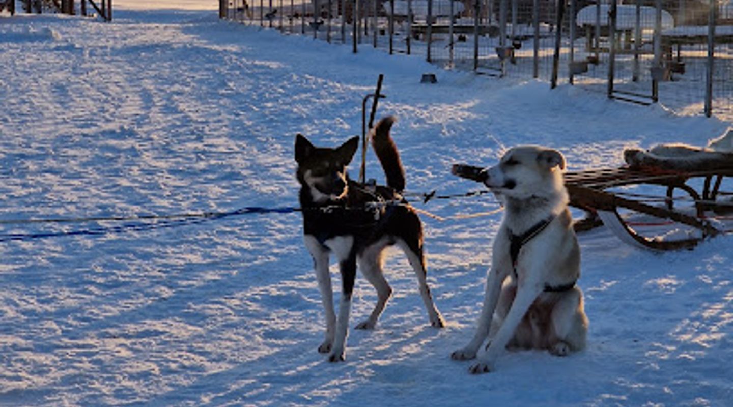 Åre Sleddog Adventures