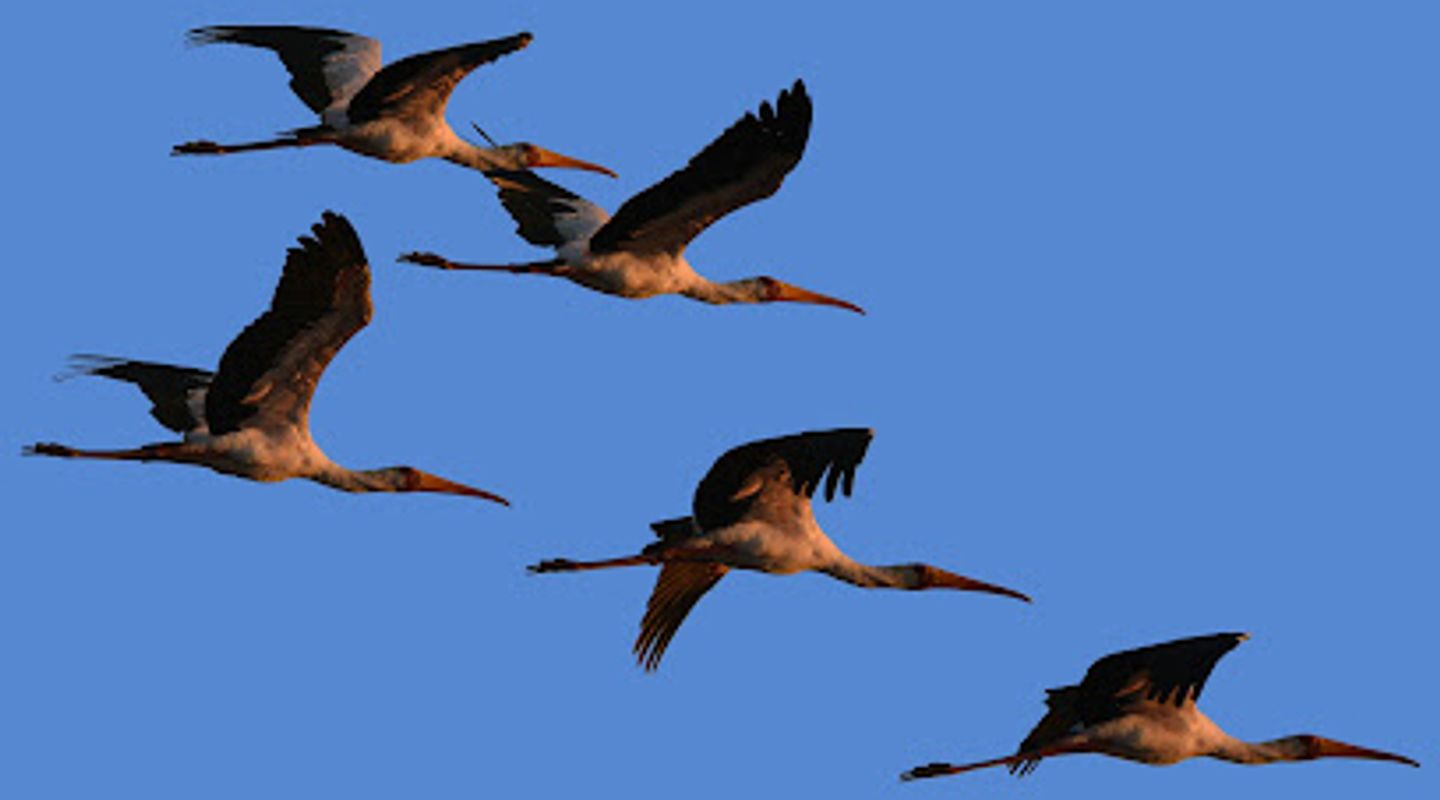 Nata Bird Sanctuary