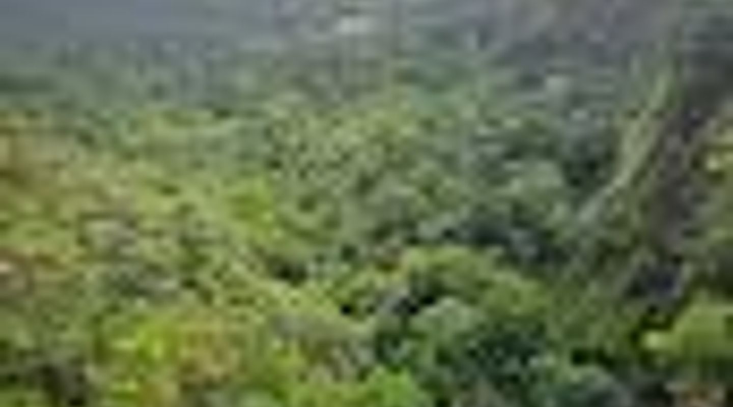 Mapleton Falls lookout