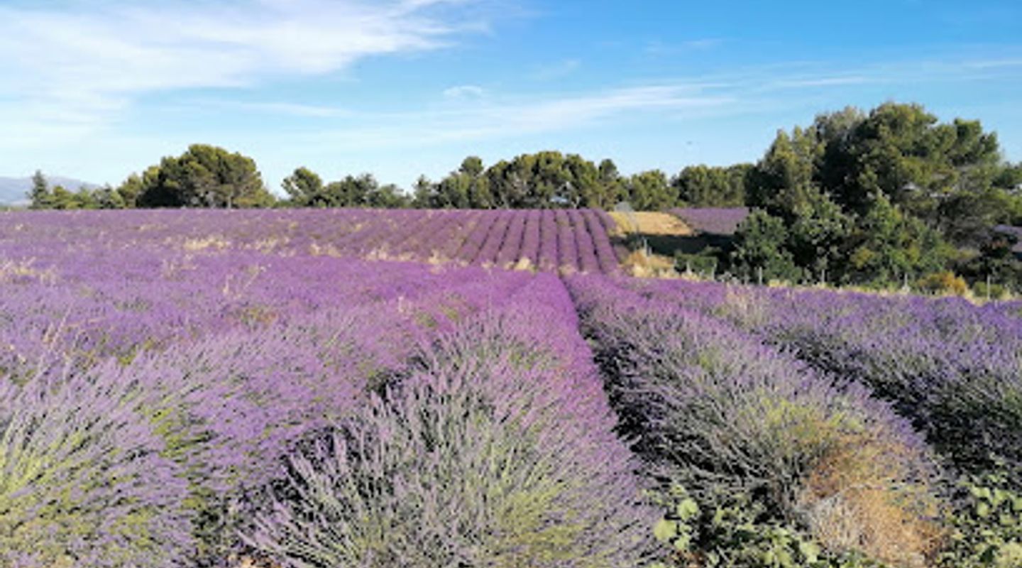 Champs de Lavande