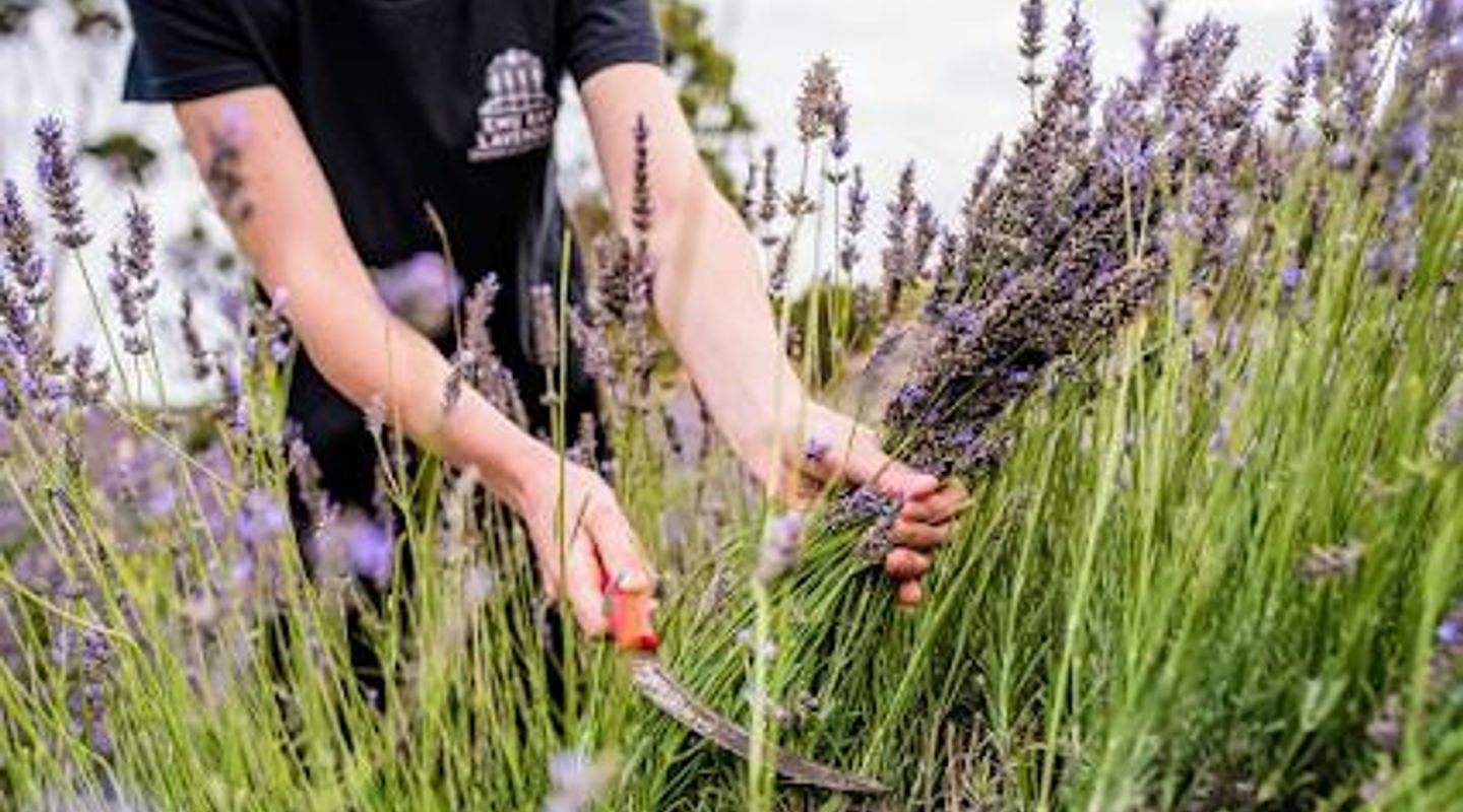 Emu Bay Lavender Farm