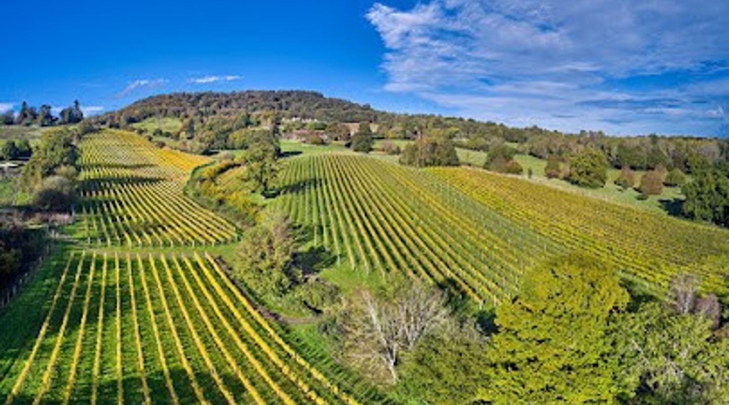 Blackdown Ridge Vineyard