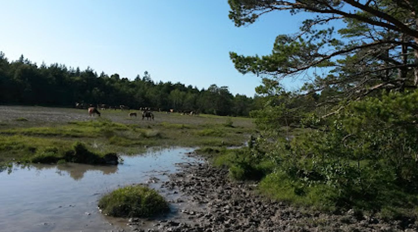 Gotlandponies at Lojstahed