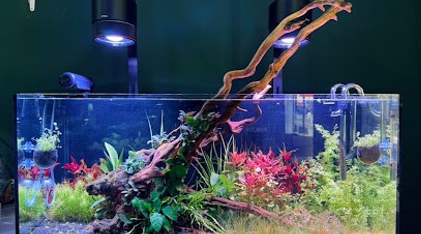 Background