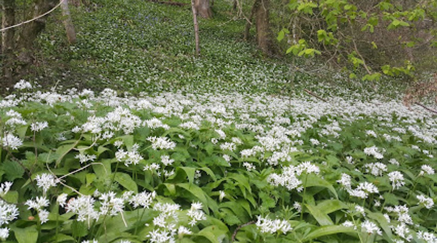 Three Groves Wood