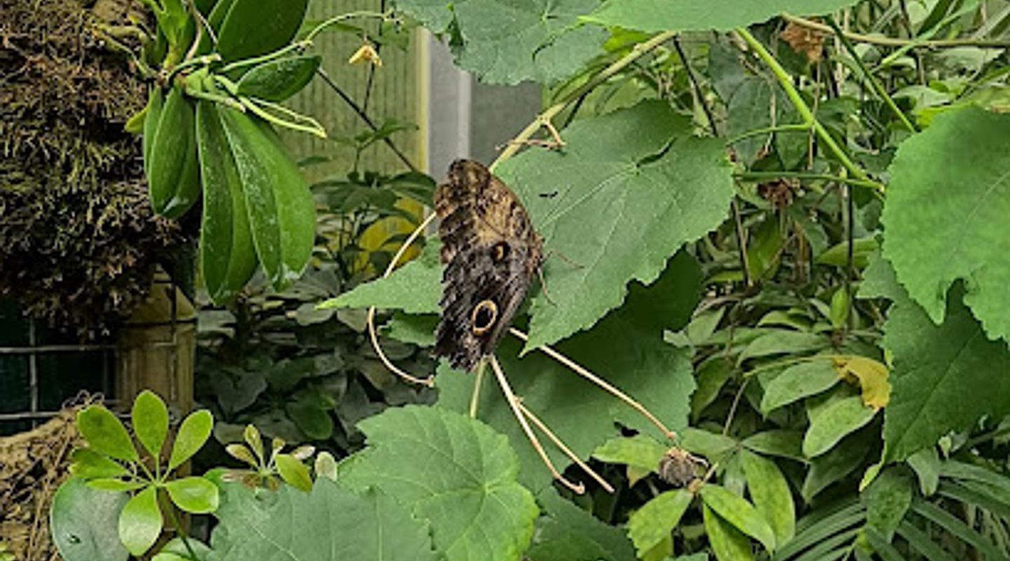 Butterflies journey
