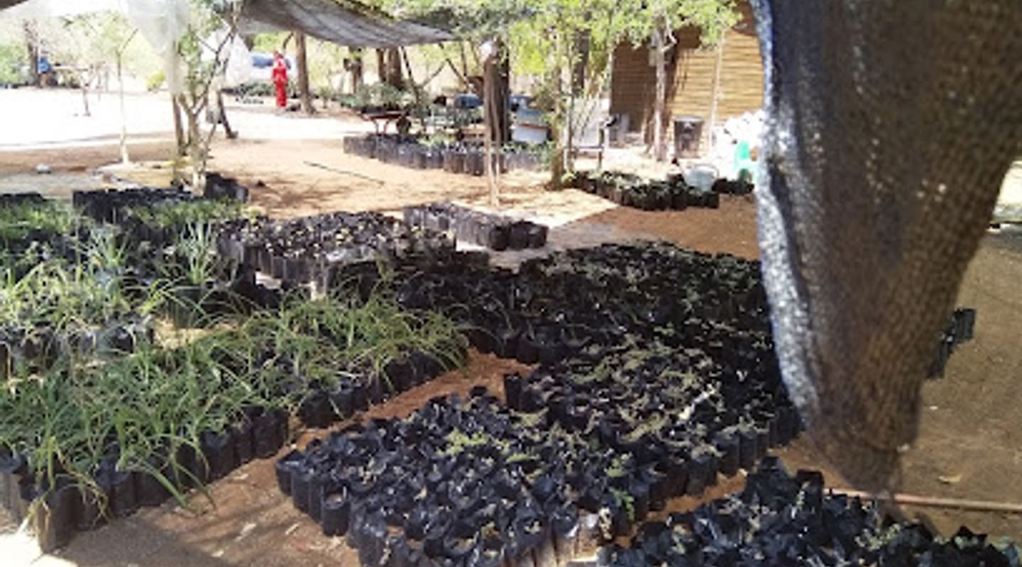 Mokolodi Indigenous Nurseries