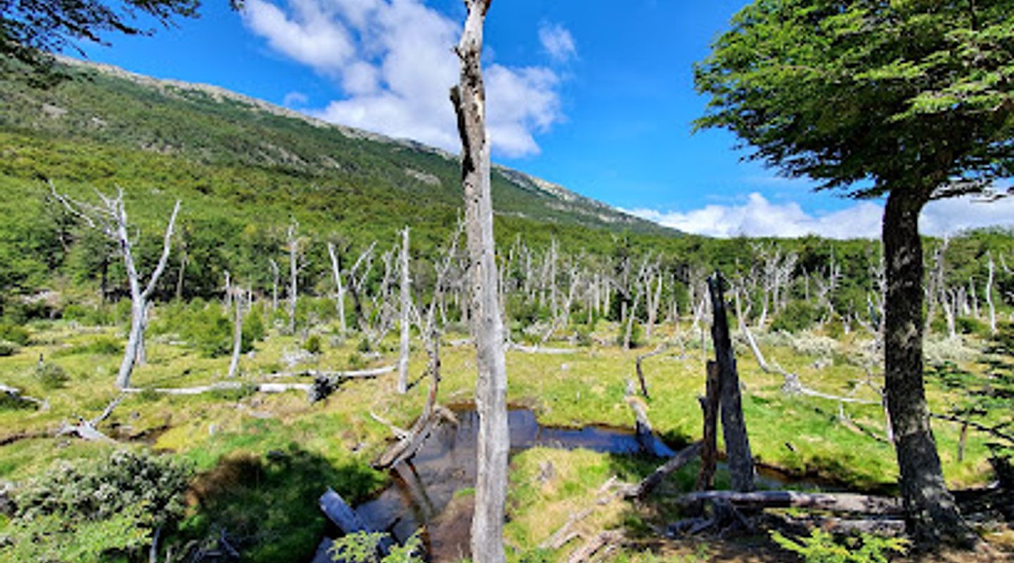 Background