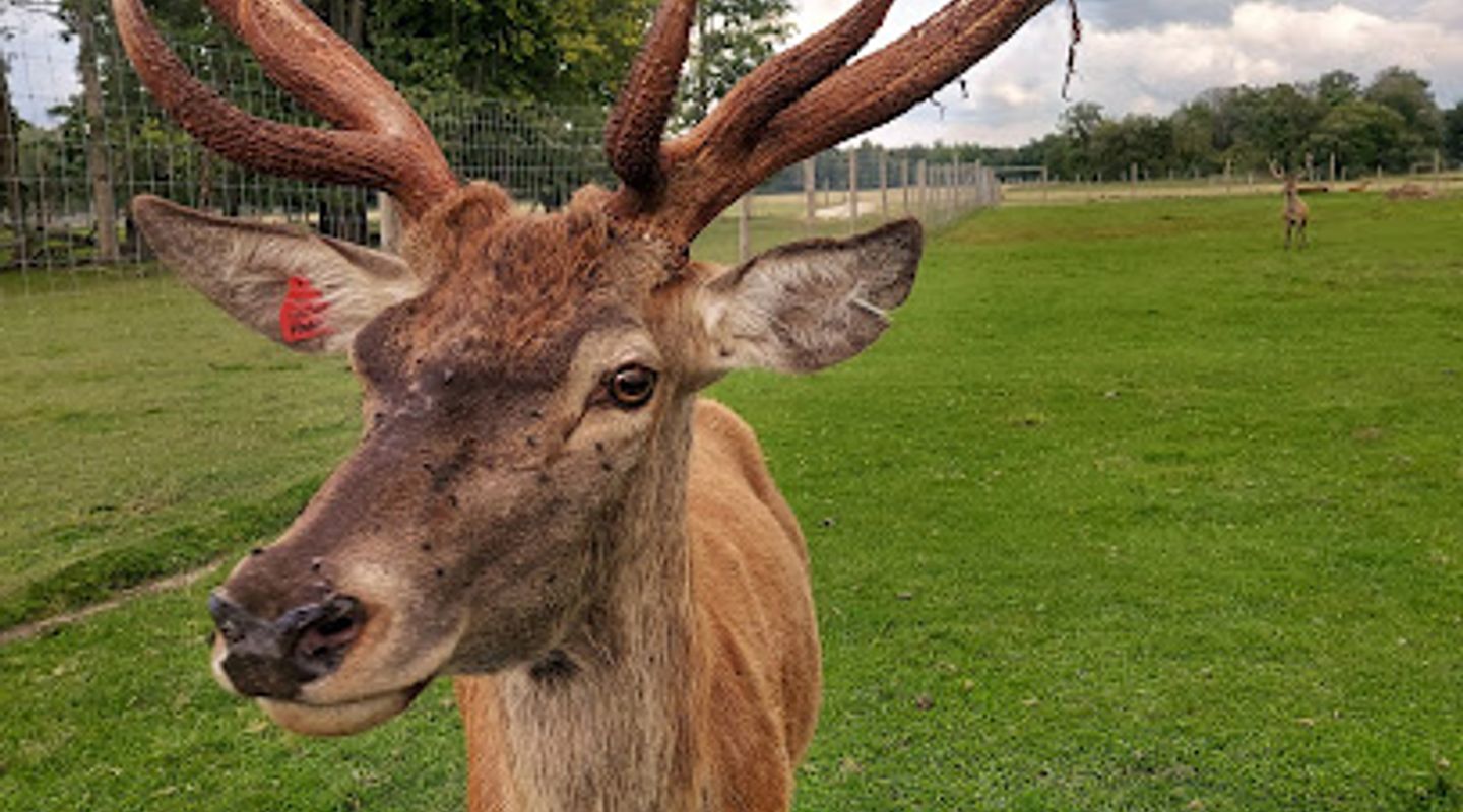 Deer garden MEŽSĒTAS