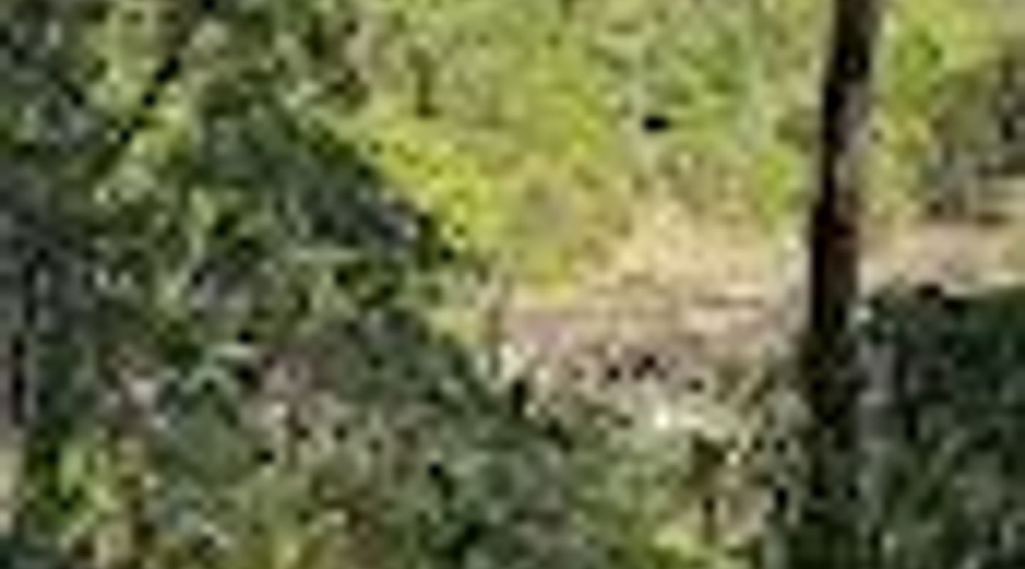 Peregrine Lookout