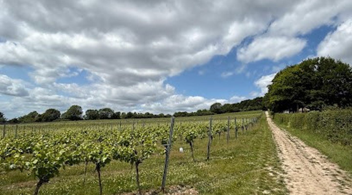 Greyfriars Vineyard