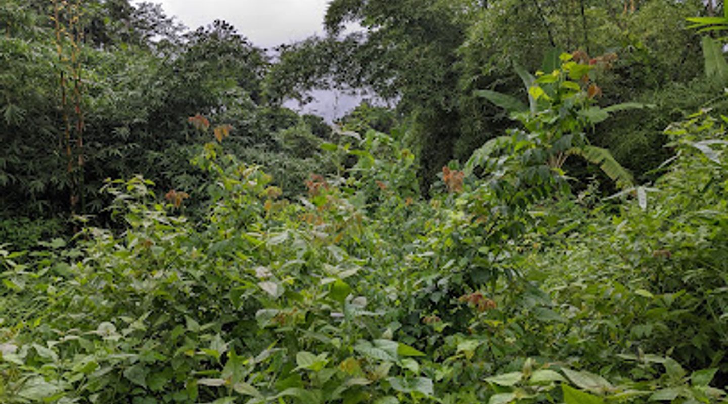 Bonjava village court area