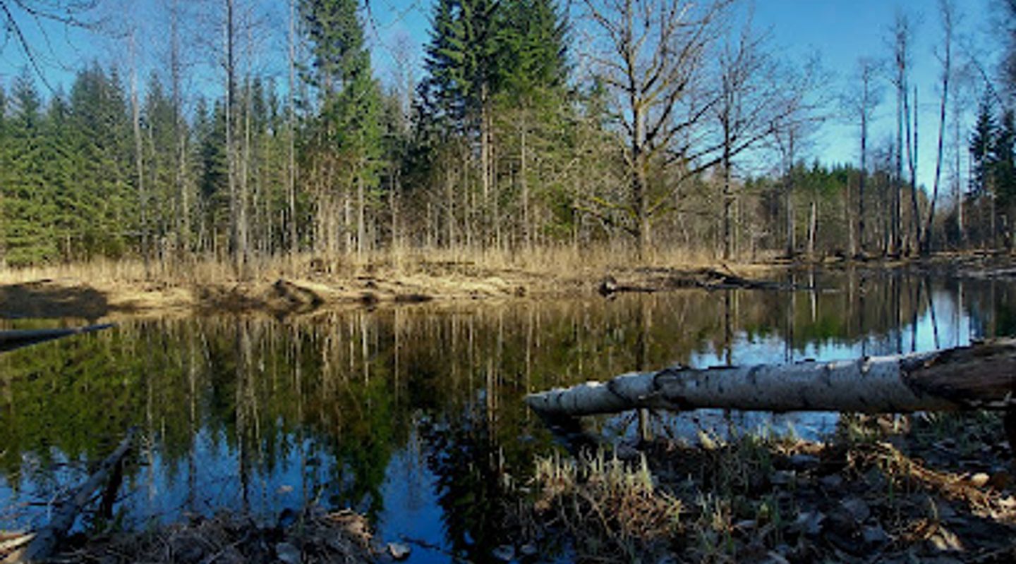 Beaver Trail