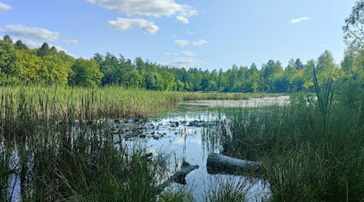 Undallslund