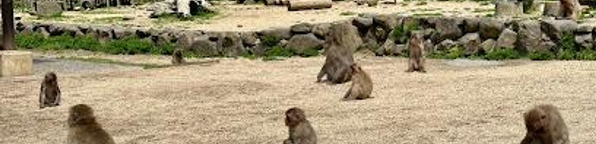 Chōshi Valley Monkey Kingdom: A Wild Adventure