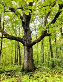 Attraction