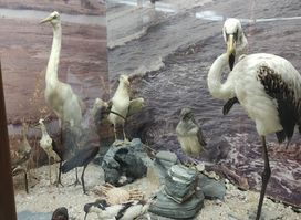 Natural History Museum