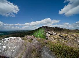 The Roaches