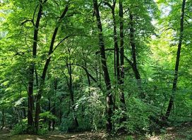 Park Košutnjak