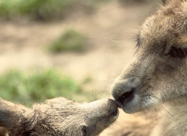 Phillip Island Wildlife Park