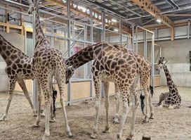 Edinburgh Zoo