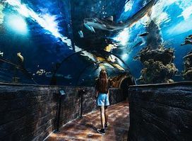 Attraction