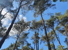 Dunwich Forest