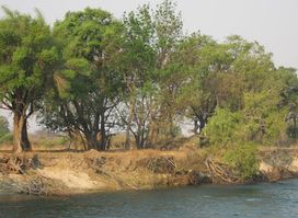 Attraction