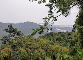 Canopy Walkway