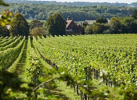 Gaysham Vineyard (Squerryes Wine Estate)