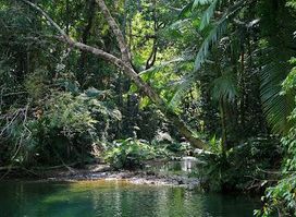 Daintree Rainforest