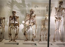 University Museum Of Zoology