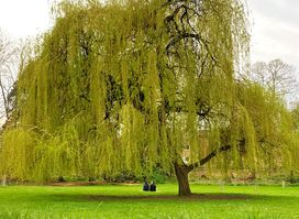 Willow Tree