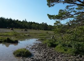 Gotlandponies at Lojstahed