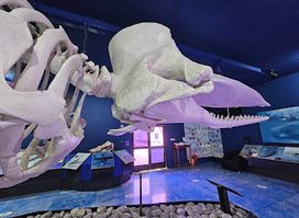 Natural History Museum