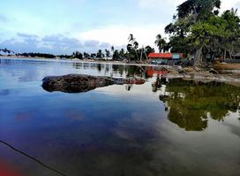 Great tourists at kalpitiya