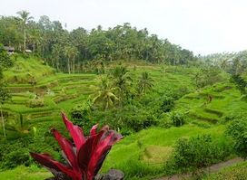 Attraction